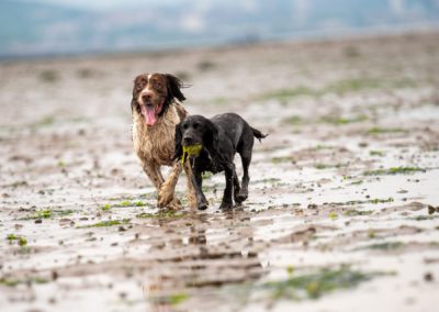 wet dogs running on a beach
