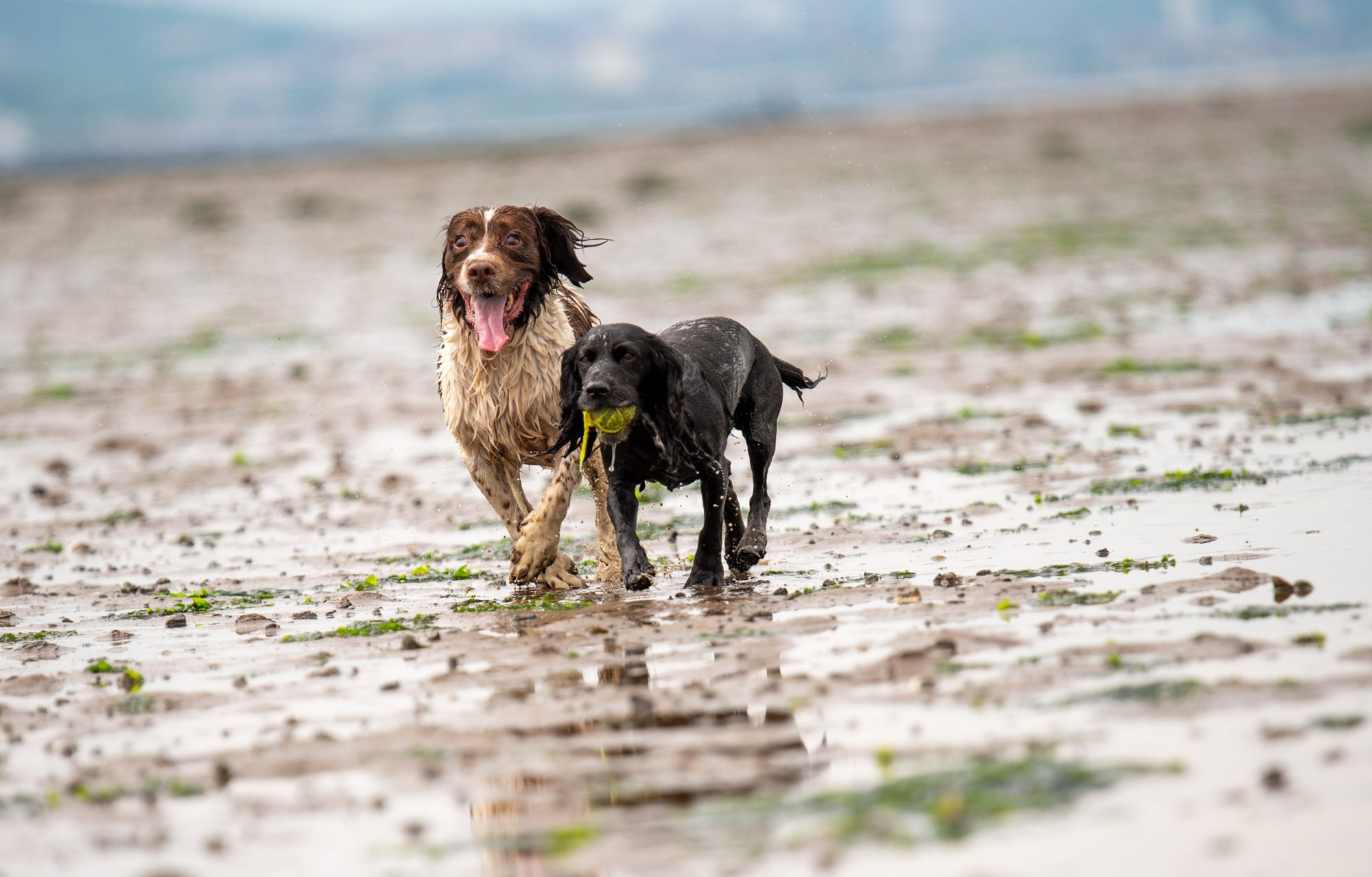 wet dogs running on a beach