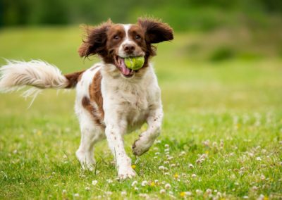 springer spaniel portrait