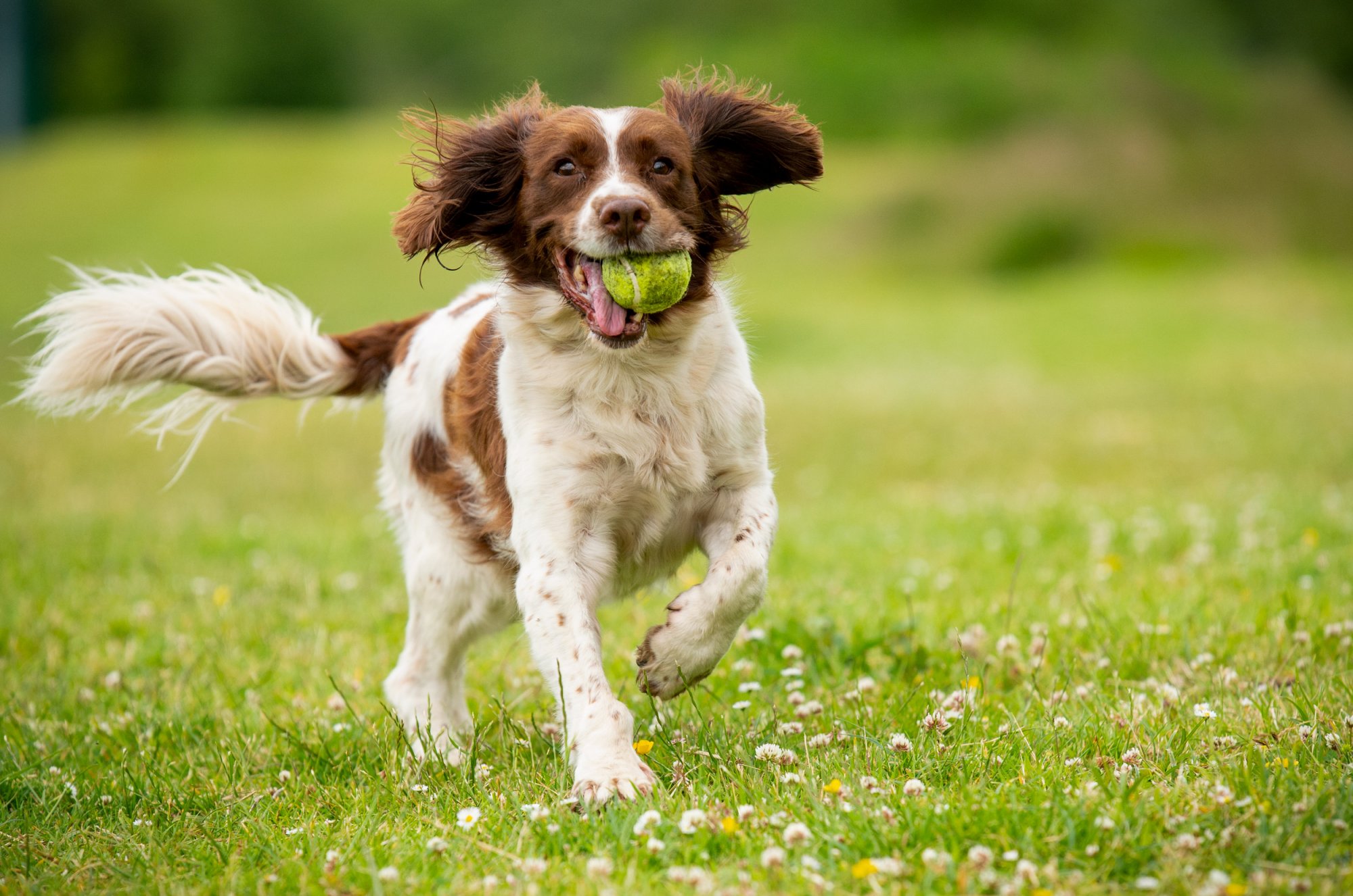 springer spaniel portrait