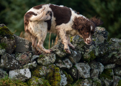 dog on wall