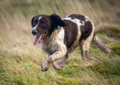 spaniel running