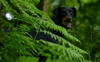 daisy the doberman