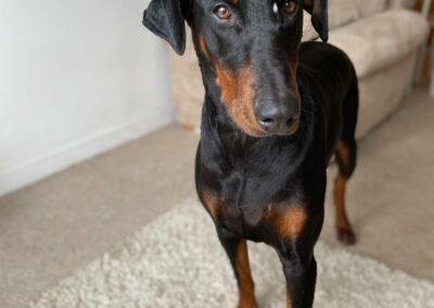 doberman standing for a photo