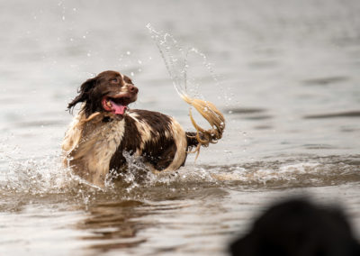 Springer spaniel spinning around