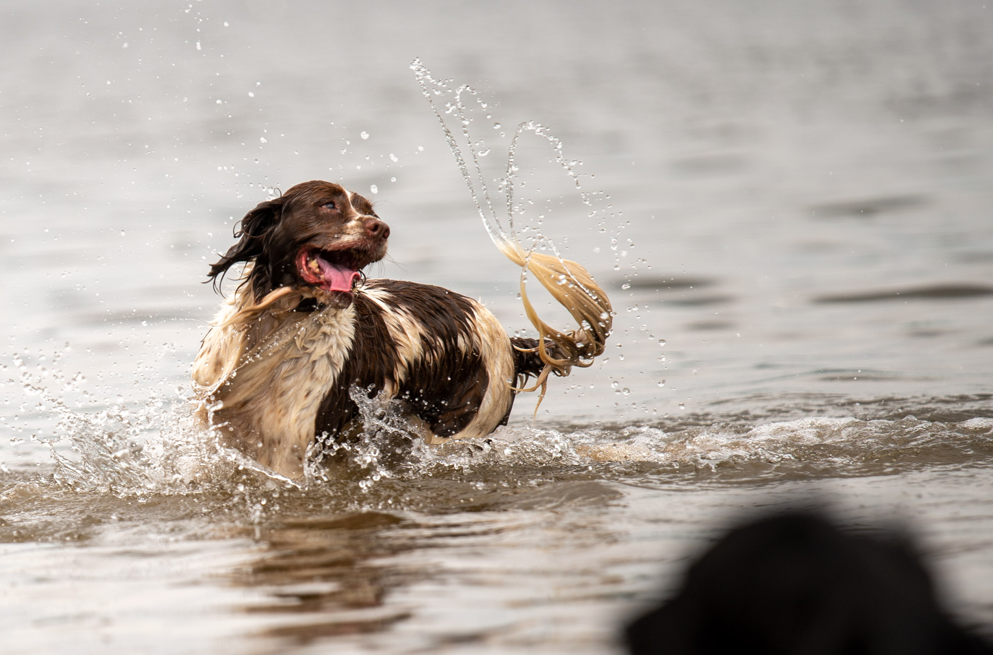 Springer spaniel spinning around