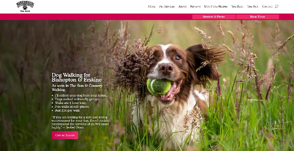 springer spaniel cover photo