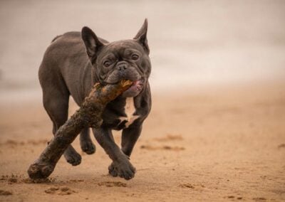 french bull dog with stick