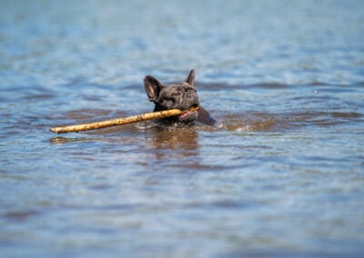 french bulldog swimming