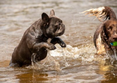 french bulldog playing