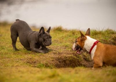 french bull dog and english bull terrier