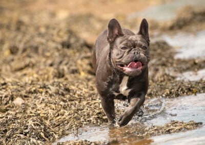 French Bulldog running on beach