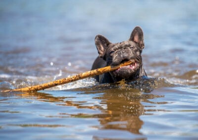French Bulldog retrieving stick
