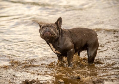 French bulldog in water