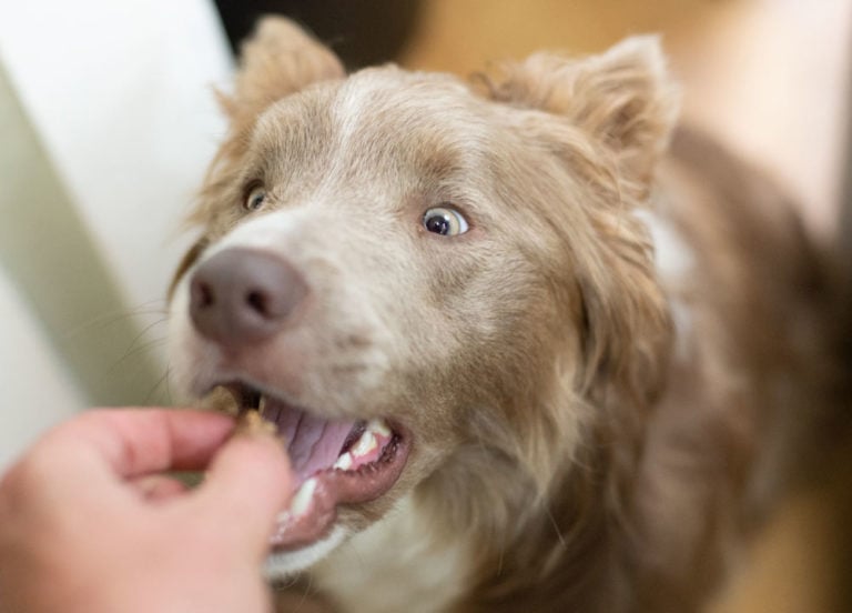 dog tasting a treat