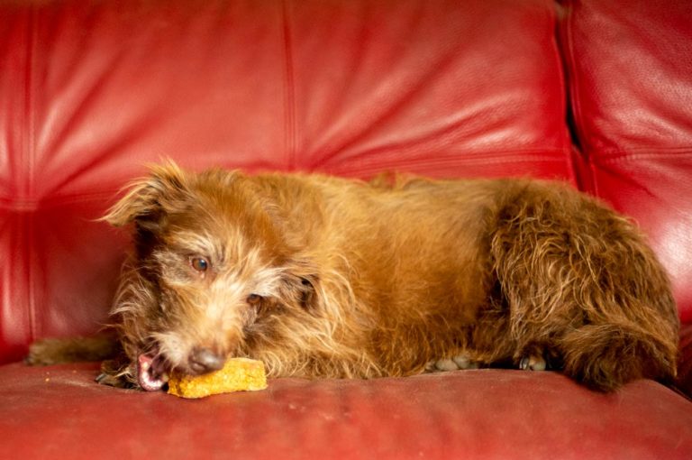 dog eating homemade dog biscuit