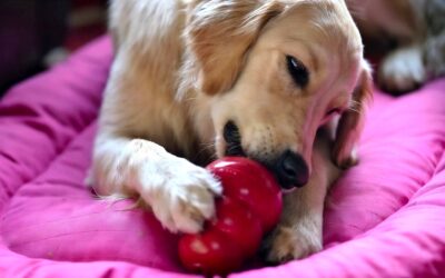 kong filling recipe ideas dog eating from a kong