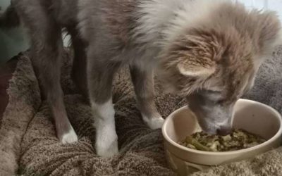 dog eating homemade food puppy eating dog food