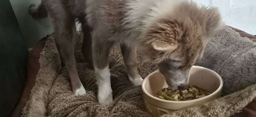 puppy eating dog food