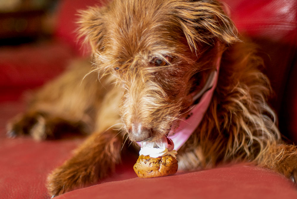 dog eating pupcake