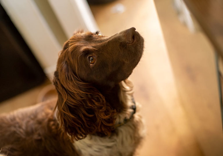 dog watching kitchen worktop