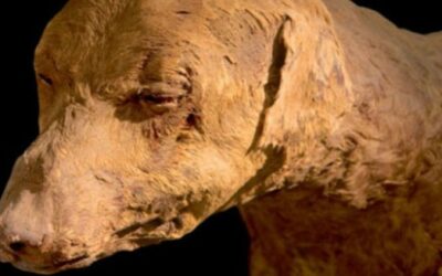 dog-mummy