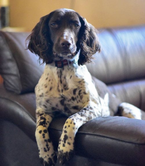 dog sitting on a chair