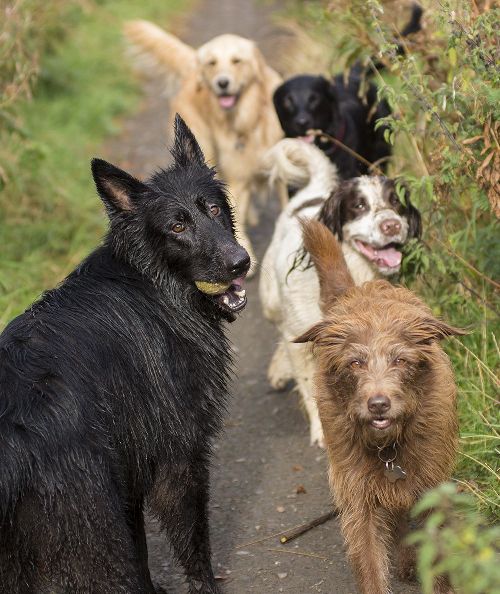 6 dogs being walked on a path