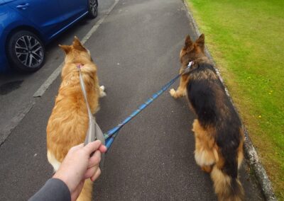 dog walking two german shepherds on lead on a pavement