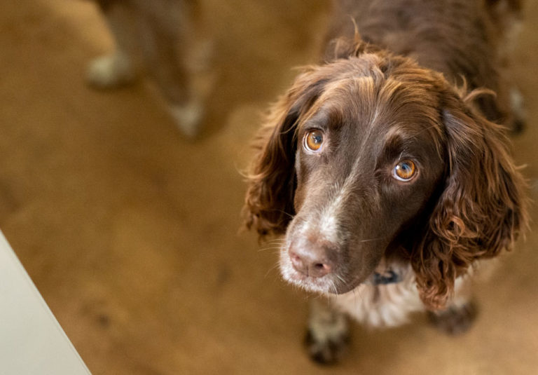 dog wanting a liver treat