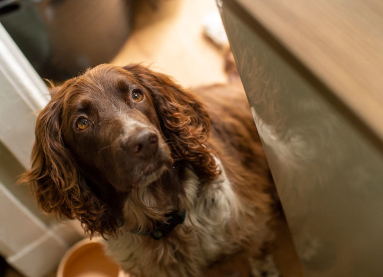 dog watching me baking