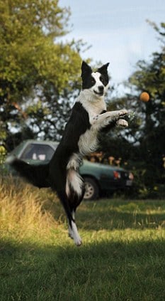 dave the border collie
