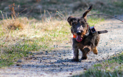 dog_main_1280p_4_ dog with camera