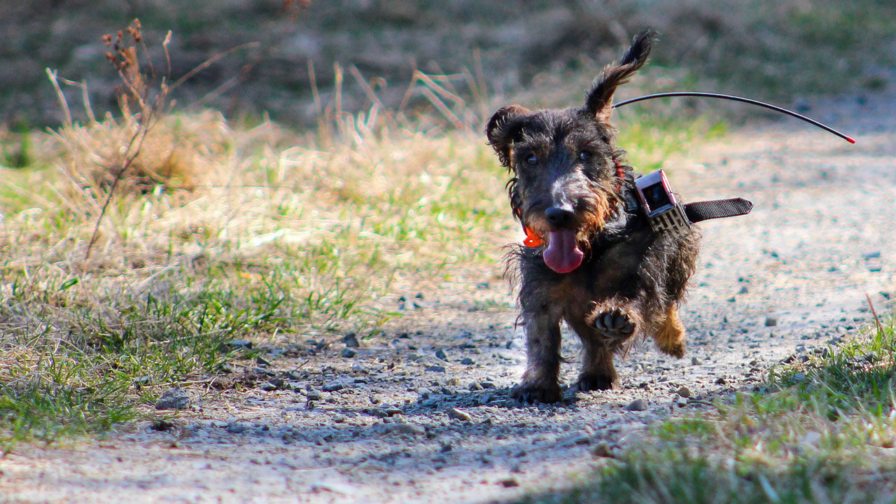 dog with camera