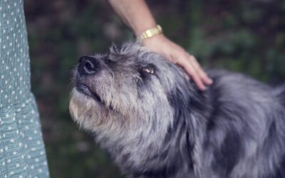 doggy_pet dog having its head patted