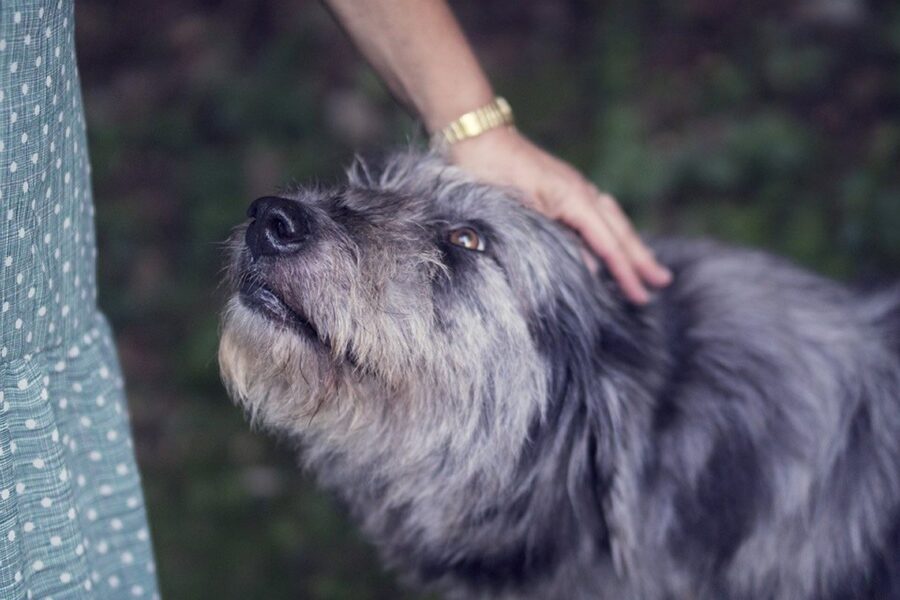 dog having its head patted
