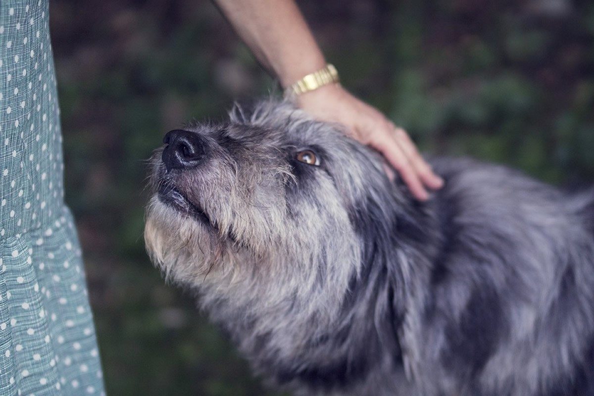 dog having its head patted