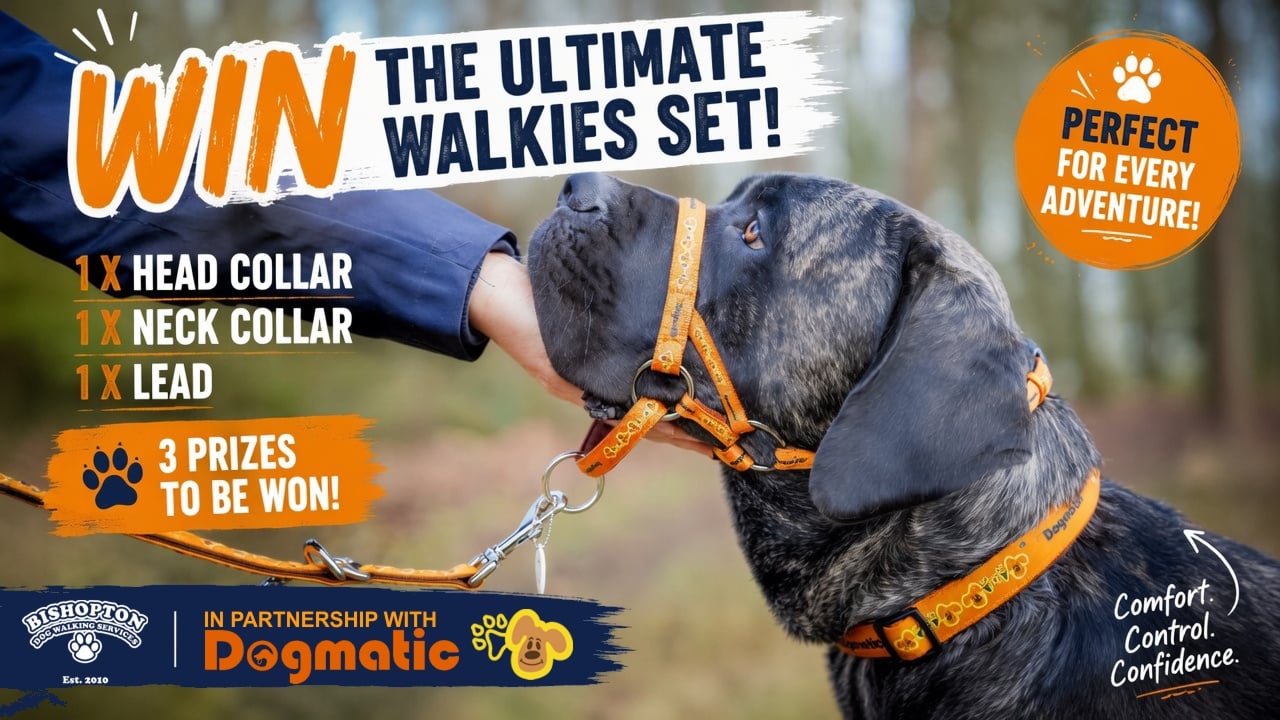dogmatic prize Dogmatic BDWS competition