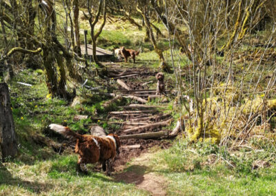 dogs crossing a dried out muddy path