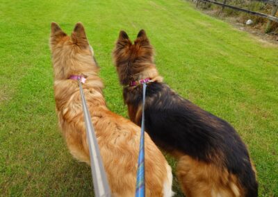 dogs spotting another dog in the distance