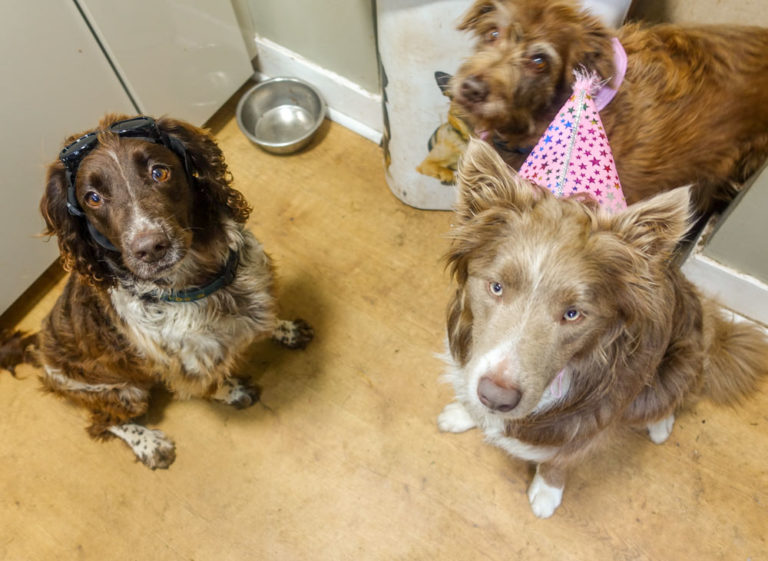 birthday dogs