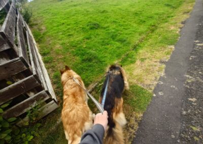 dogs sniffing the verge of a grassy field