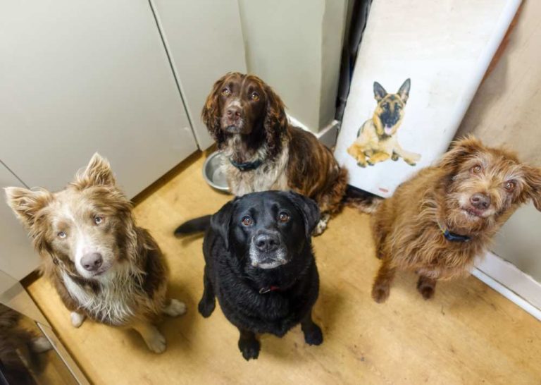 4 dogs sitting for a treat