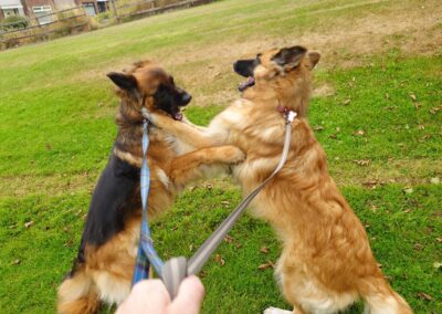 dogs wrestling while on lead