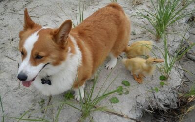 ducklings and corgi dog ducklings and corgi