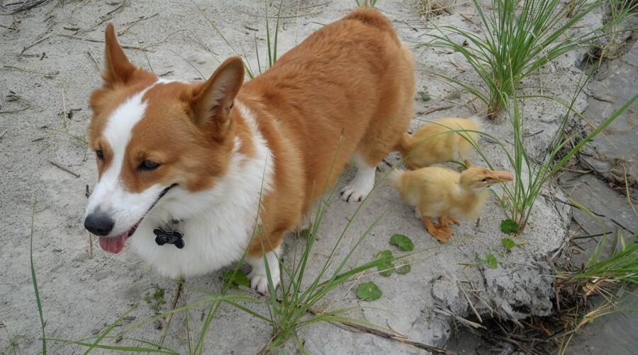 ducklings and corgi