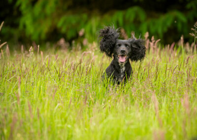 jumping cocker spaniel long grass