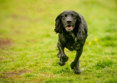 wet working cocker spaniel