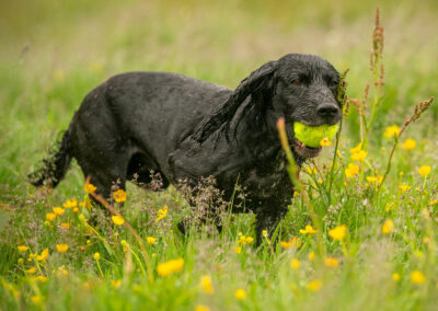 black field spaniel with ball