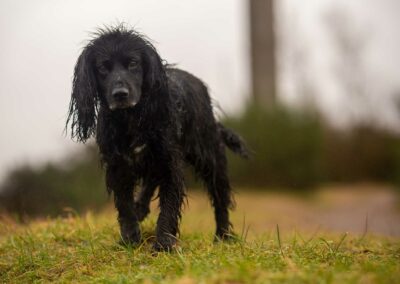 wet black working cocker spaniel
